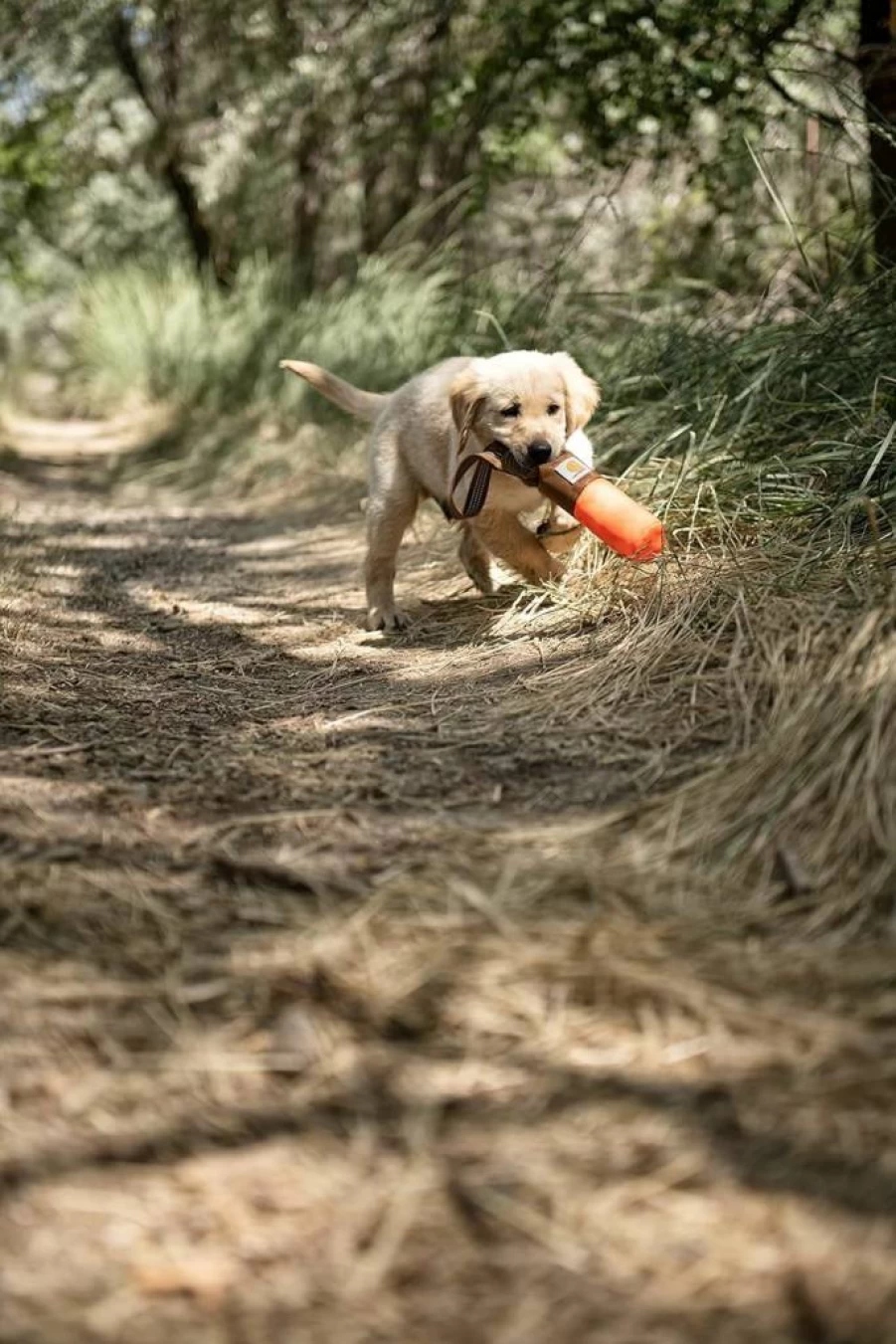 Carhartt Dog Training Bumper - Durable Nylon Duck Canvas Retrieving Tool for Hunting & Retrieval Practice, Hunter Orange Design